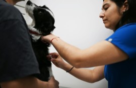 A dog is temporarily sterilized with a vaccine described by its Chilean creators as the first of its kind