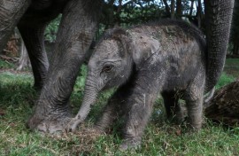 The yet to be named female calf weighed 104 kgs at birth