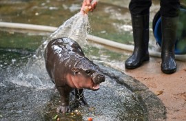 Internet sensation Moo Deng, a baby pygmy hippo in Thailand, is trying her hand at prognosticating the US election race