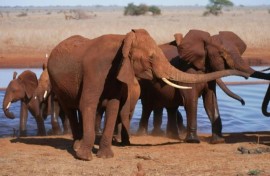 Bees help tackle elephant-human conflict in Kenya