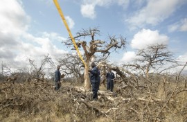 Carbon credits are generated by activities that reduce or avoid planet-heating greenhouse gas emissions, like planting trees or replacing polluting coal with clean-energy alternatives