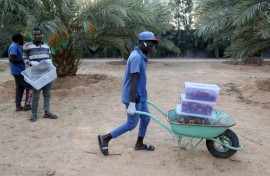 Mejhoul dates are far more expensive than other varieties, but for many customers, their prices match their quality