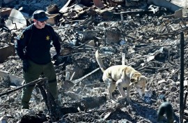 A cadaver dog sniffs through the rubble of beachfront properties destroyed by the Palisades Fire along the Pacific Coast Highway in Malibu, California