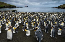 The iceberg could threaten penguins as they forage to feed their young