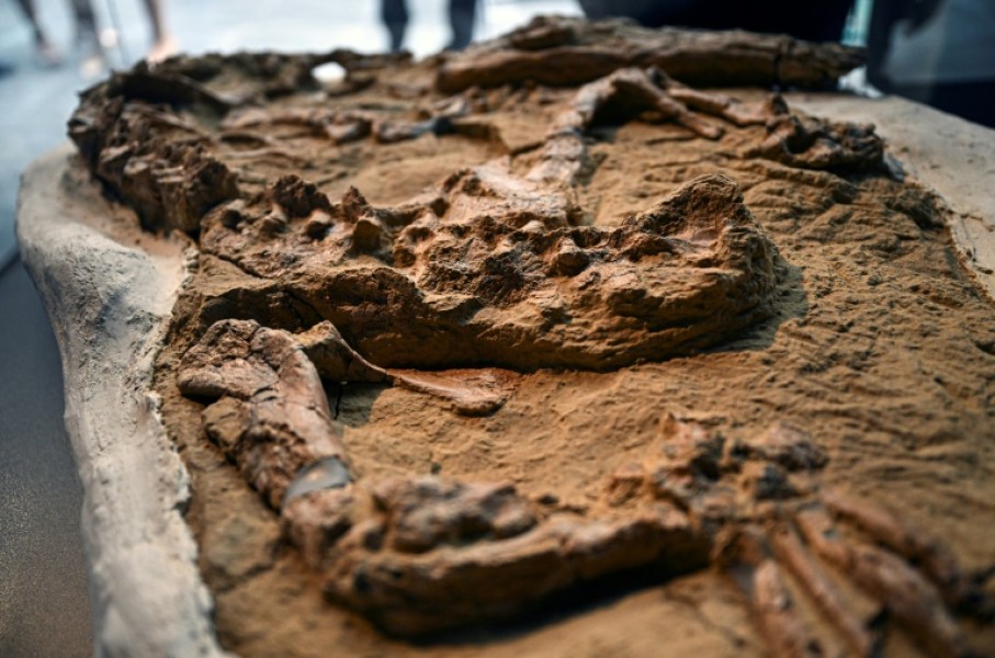 Paleontologists unveil the fossil of a young marine crocodile dating back 10 to 12 million years discovered in Peru