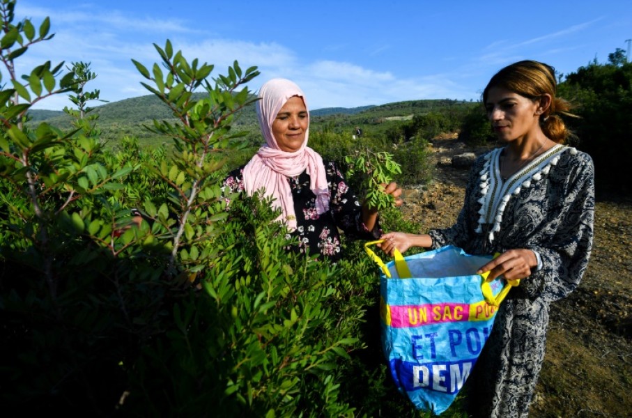 The women rely on the wild herbs for their livelihoods