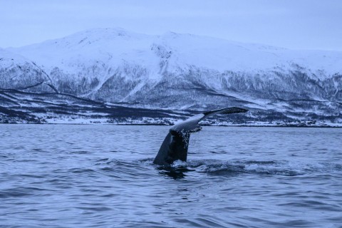 Iceland Suspends Whale Hunt On Animal Welfare Concerns - ENCA