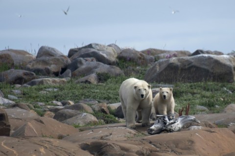 Polar bear births have declined and it has become much rarer for a female to give birth to three cubs, once a common occurrence