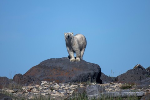 Every year starting in late June, polar bears move to the shores of the Hudson Bay where changes in ice melt are altering their life patterns