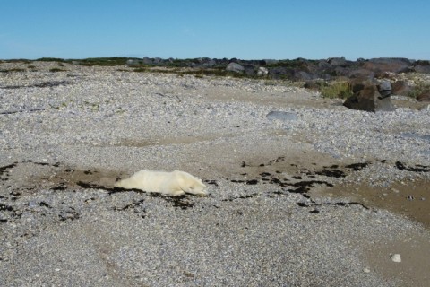 A polar bear sleeps along the shores of the Hudson Bay near Churchill, Manitoba