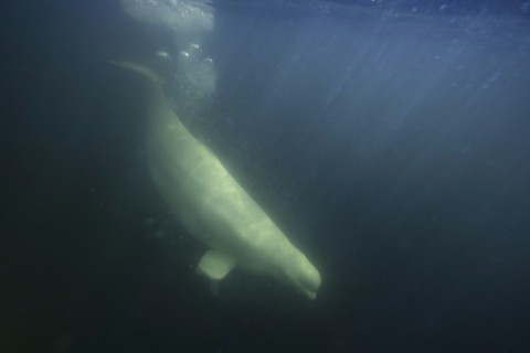 As ice cover shrinks, there has been less prey available for beluga whales, such as this one seen in the murky waters of the Churchill River near the Hudson Bay