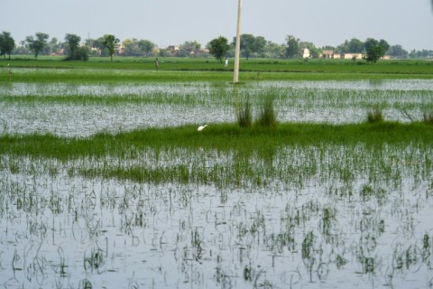 This year intense temperatures wiped out three million tons of wheat crops, led to livestock deaths, caused forest fires and impacted human productivity