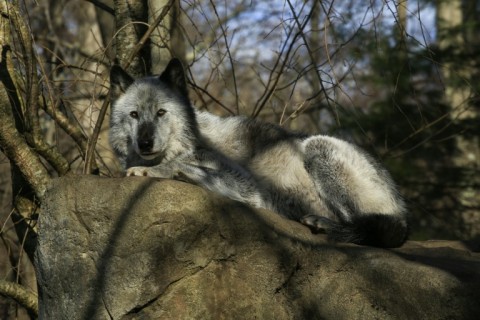 Few species evoke the spirit of the American wild as much as wolves