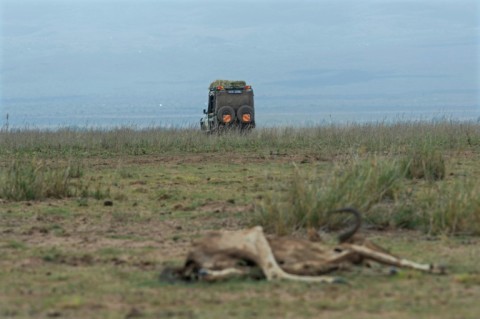 Hundreds of elephants, wildebeest, zebras and giraffes have died because of the drought this year