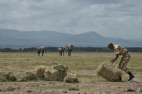 Park rangers are making efforts to help the animals, supplying hay for them to feed on