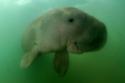 This picture taken on May 23, 2019 shows Mariam the dugong as she swims in the waters around Libong island, Trang province in southern Thailand