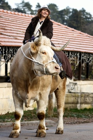 Easy to steer: Sabine Rouas and her showjumping bull Aston