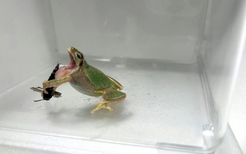 A frog spits out a male wasp after being stung in an experiment 