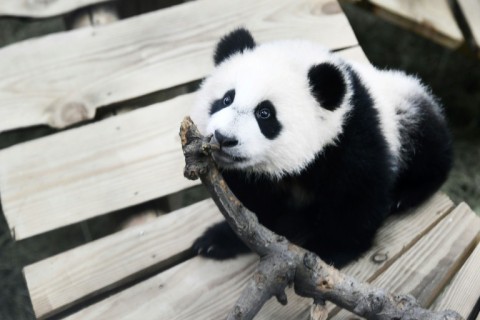 Two-year-old Fan Xing was the first giant panda born in the Netherlands