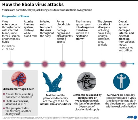 Factfile on how the Ebola virus attacks