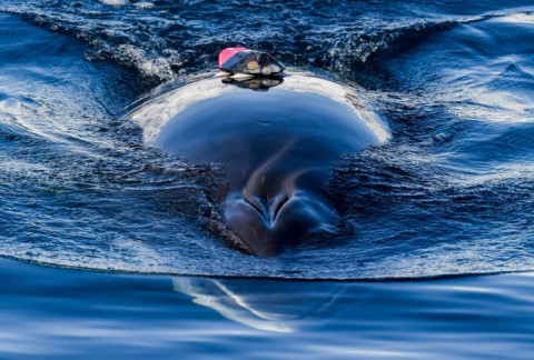 Excrement from minke whales is "worth its weight in gold," researchers say