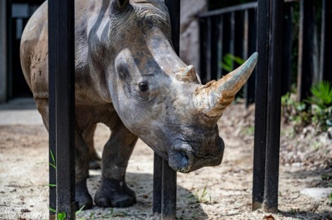 There are only around 20,000 southern white rhinos left, the WWF says