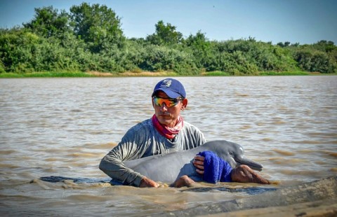 A picture released by the Colombian Navy shows a member helping rescue one of two endangered pink river dolphins that became trapped in shallow water in Juriepe, eastern Colombia