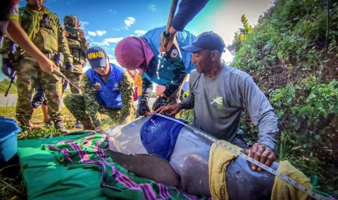 In a picture released by the Colombian Navy, rescuers attend to two pink river dolphins which had become trapped in shallow water 