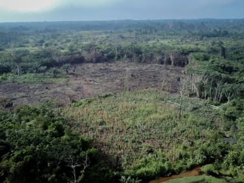 Tropical deforestation significantly reduces rainfall: study - eNCA