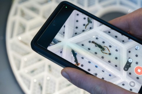 Juvenile lobsters are kept in a segmented tray, to prevent them from eating each other 