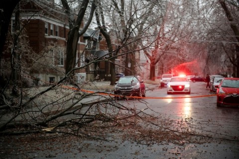 One of the hundreds of trees toppled by an ice storm that hit Montreal