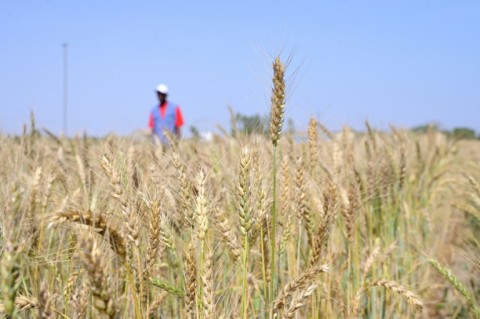 Senegal, like many of its neighbours, depends entirely on foreign supplies of wheat