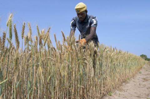 Researchers have tested hundreds of wheat varieties in Senegal