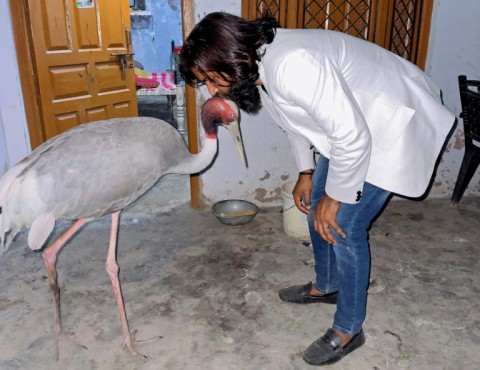 Mohammad Arif rescued the injured Sarus crane -- a crimson-necked wetlands species that can grow up to 1.8 metres (six feet) in height -- and nursed it back to health