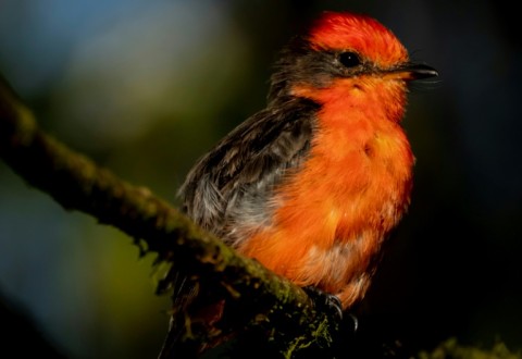 A handout photo released by the Galapagos National Park shows a Little Vermilion Flycatcher, also known as Darwin's Flycatcher, in the Galapagos Islands where 12 new chicks have been produced in 2023 on Santa Cruz Island