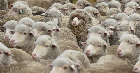 The ratio of sheep to people in New Zealand dropped below five to one in 2022, for the first time since the 1850s, when national sheep numbers were first recorded