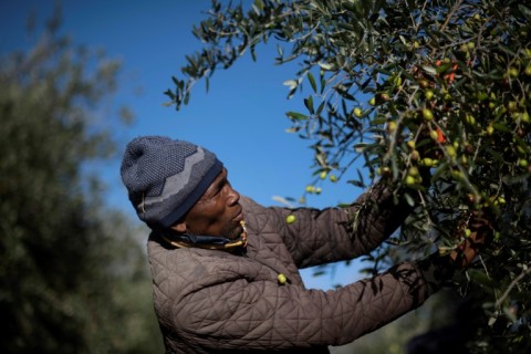 Harvesting is in full swing in this popular wine region at the southern tip of Africa