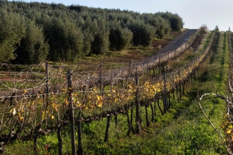 Thanks to a growing demand for olive oil, the estate, which originally specialised in wine, now has oil as its flagship