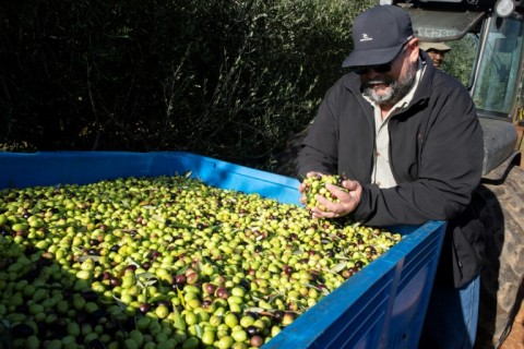 The first South African olives were grown in the early 20th century by an Italian immigrant, Fernando Costa, says SA Olive