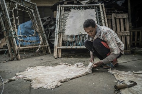 Once clean and dry, the skins are stripped of their fur and then cut to the desired size to become either pages of a book or for a painting