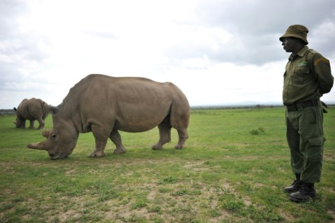 White rhinos reintroduced to DR Congo national park - eNCA