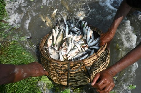 Fish farms take advantage of booming plankton to sustain fast-growing carp and tilapia