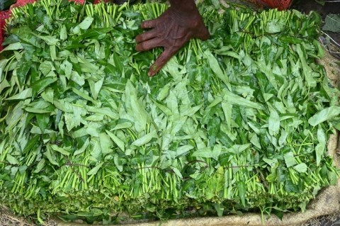 The wetlands generate about 150 tonnes of vegetables a day for Kolkata