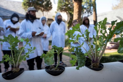 Cannabis cultivation is a more than a century old tradition in parts of South Africa with low costs, mild weather and a weak local currency