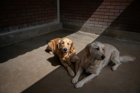 Trainee guide dogs at The Guide Dogs for the Blind centre in Leamington Spa