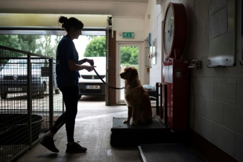 A trainee guide dog is weighed at the Leamington Spa centre