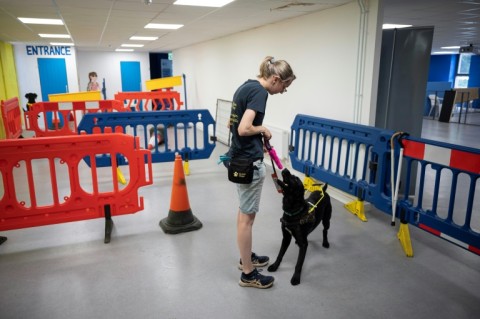 Guide dogs learn to negotiate obstacles and dangers in the street