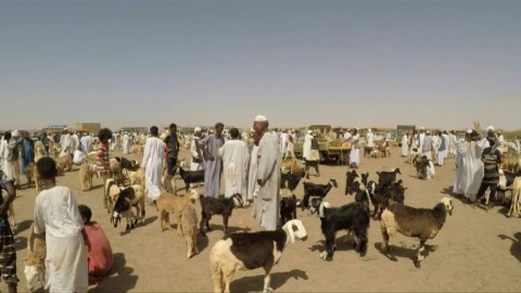 War erodes Sudanese purchasing power ahead of Eid al-Adha