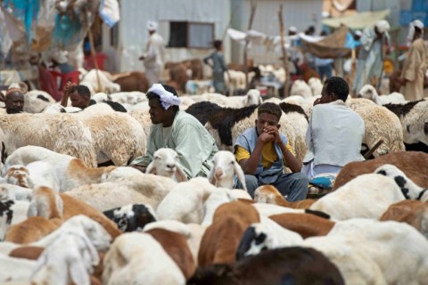 Traders wait for customers at a livestock market ahead of the Muslim feast of Eid al-Adha in al-Hasaheisa, about 120 kilometres south of Sudan's capital, on June 26, 2023.