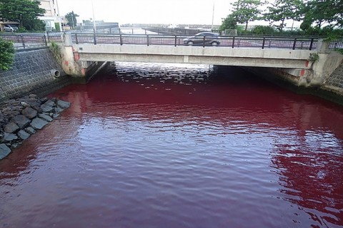 The red water poses no danger to humans or the marine ecosystem, the beer company said